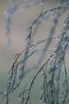 Delicate blades of grass adorned with dew in a tranquil setting, captured in soft morning light.