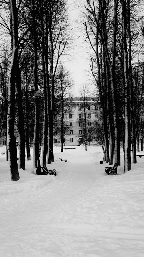 Black and White Photo of Leafless Trees on Snow Covered Ground