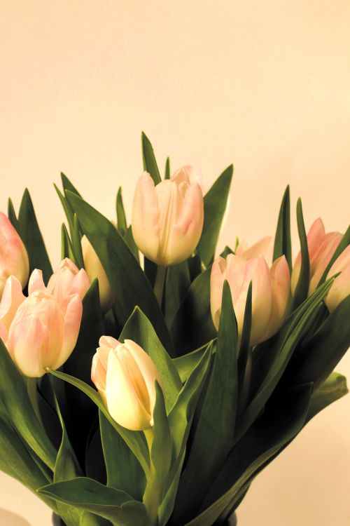 Free A beautiful bouquet of pink tulips with delicate petals and green leaves against a soft yellow background. Stock Photo