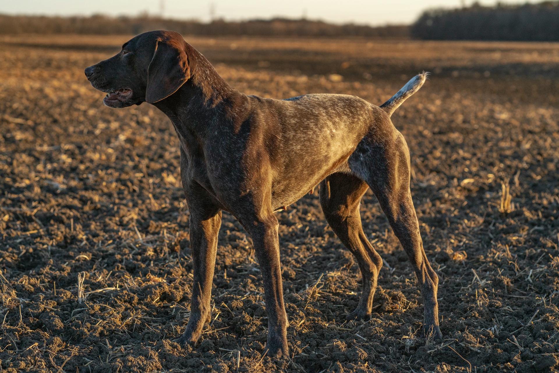 German Shorthaired Pointer on a Field