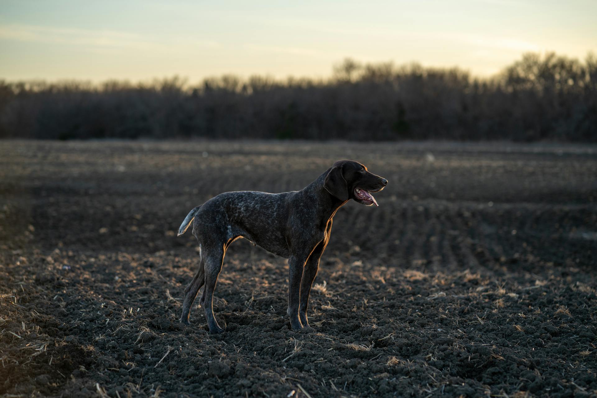 German Shorthaired Pointer on a Field