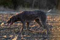 Brown Short Coated Dog on Brown Grass Field