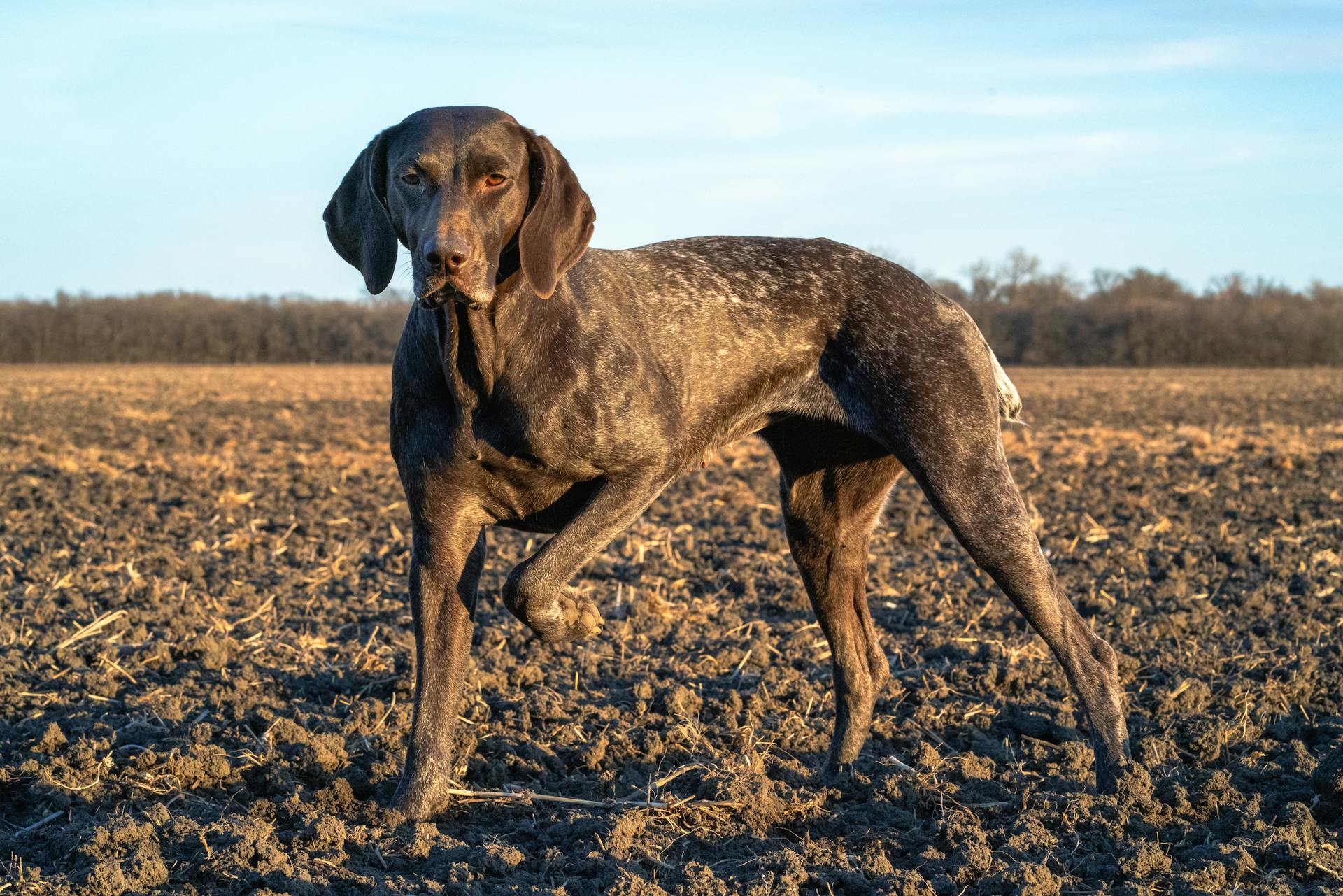 Close-Up Shot of a German Shorthaired Pointer