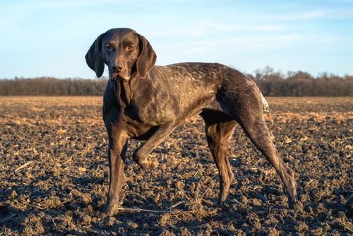 Free Beautiful German Shorthaired Pointer standing alert in a sunlit field. Stock Photo