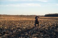 Brown Short Coated Dog on Brown Grass Field