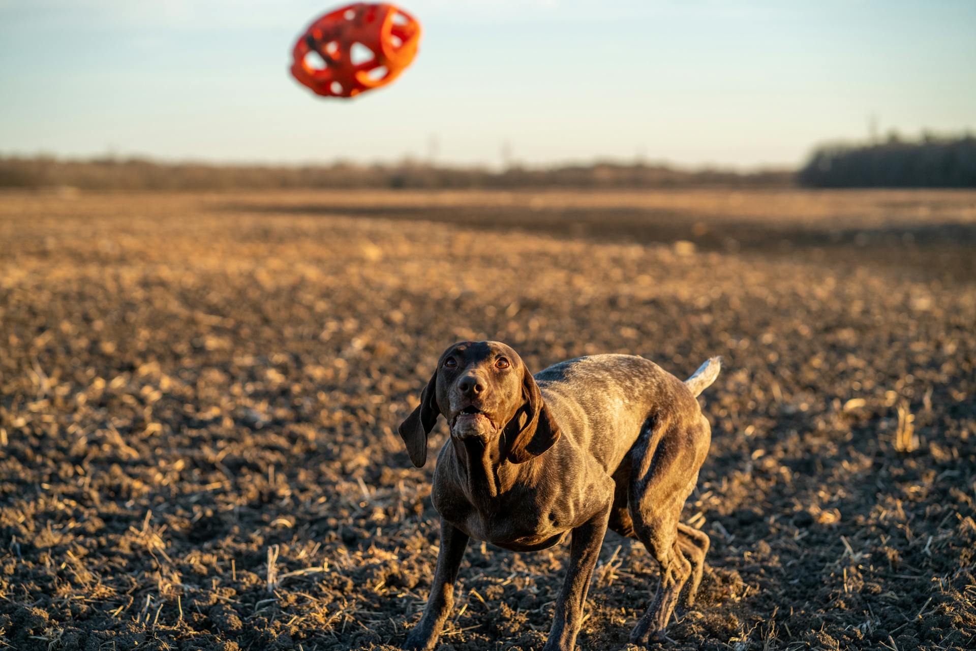 Pointer allemand à poils courts à la recherche de nourriture