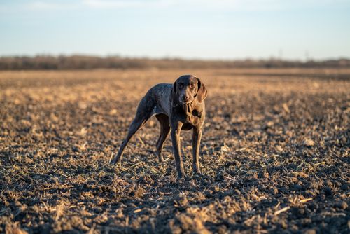 Free A German Shorthaired Pointer standing alert on a spacious farmland under a clear blue sky. Stock Photo