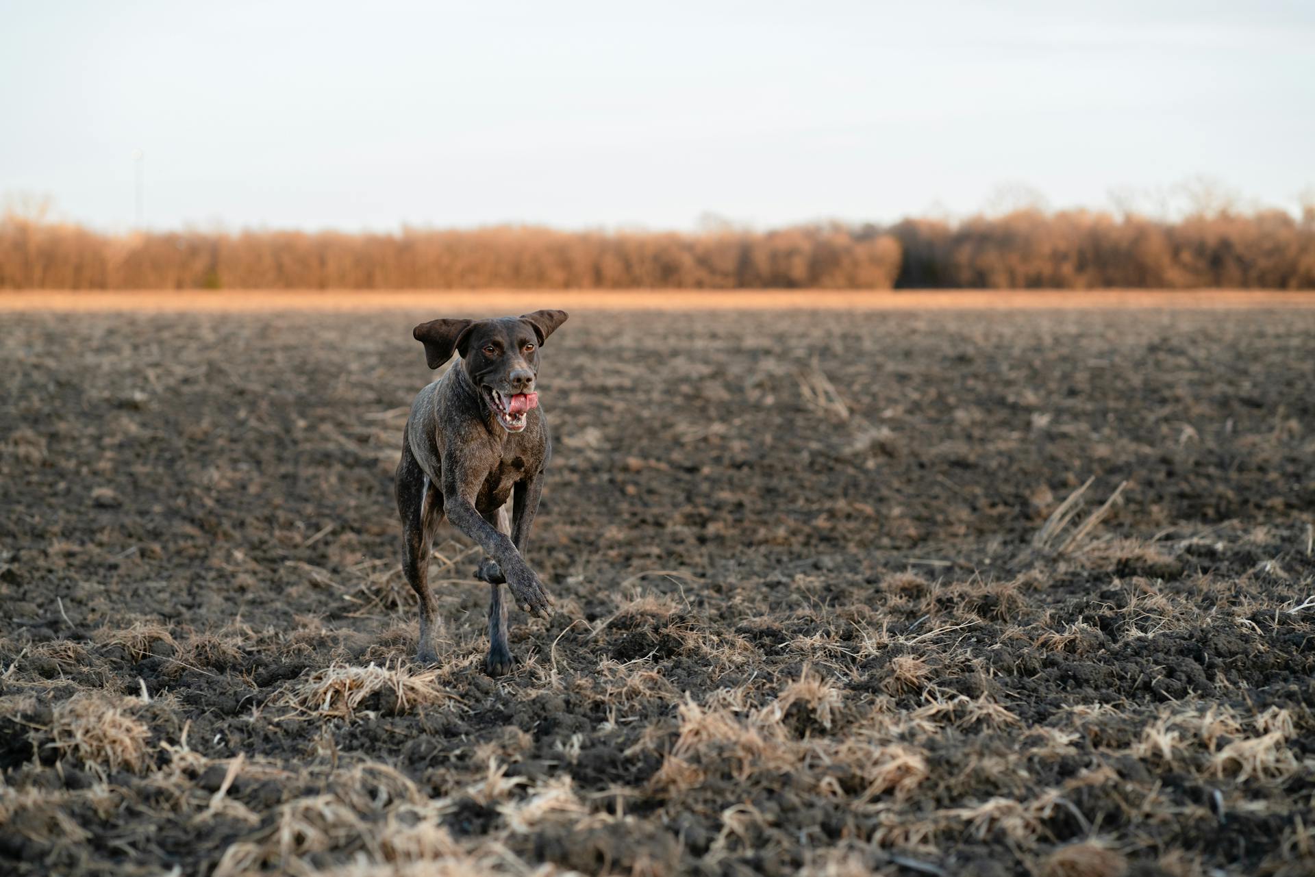 German Shorthaired Pointer Running on a Field