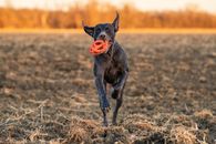 Black Short Coat Medium Sized Dog on Brown Grass Field