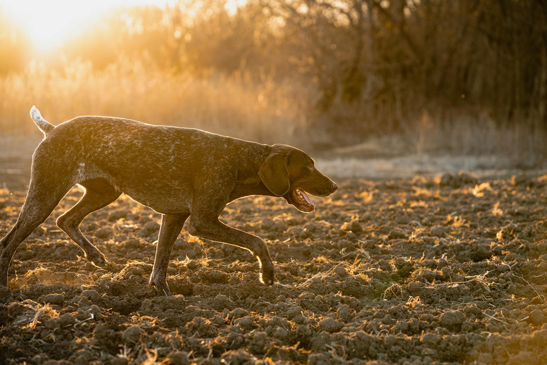 Foto av en hund på fältet