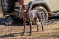 Brown and White Short Coated Dog in Front of Car