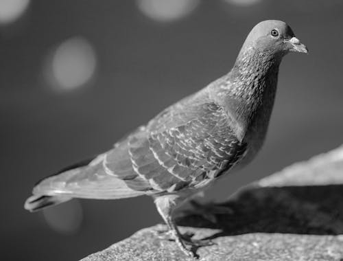 Grayscale Photo of a Pigeon