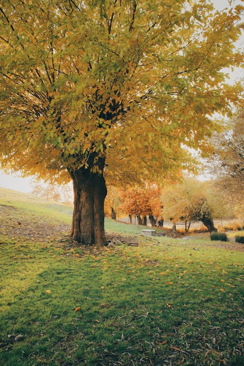 ağaçlar, alan, çimenlik içeren Ücretsiz stok fotoğraf