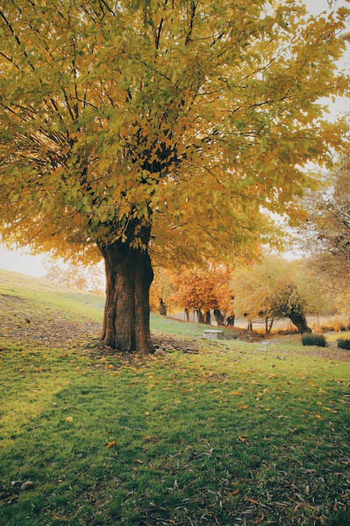 Kostenloses Stock Foto zu bäume, feld, grasfläche