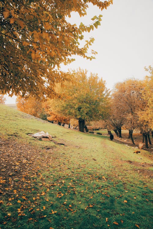 Kostenloses Stock Foto zu bäume, herbst, hügel