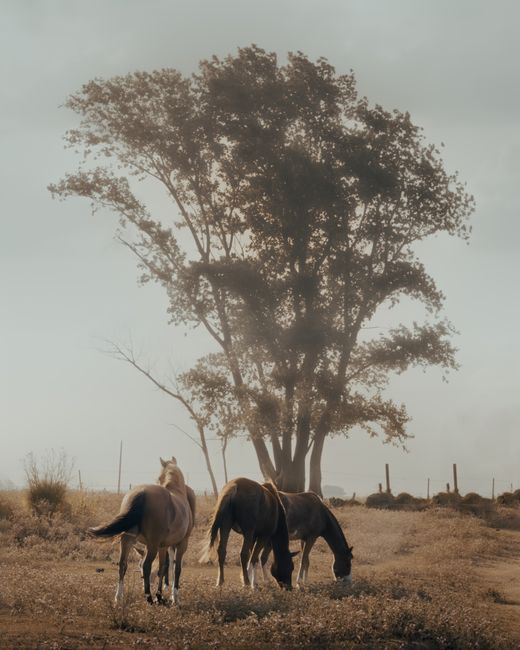 Three horses graze peacefully under a large tree in a misty meadow, showcasing nature's tranquility.