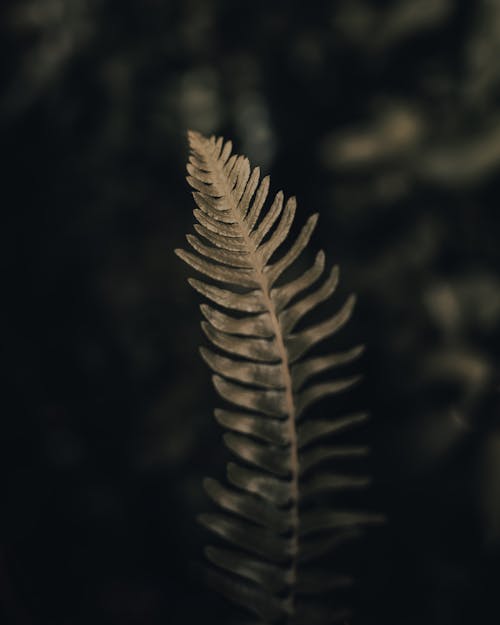 Darmowe zdjęcie z galerii z długi, liść, natura
