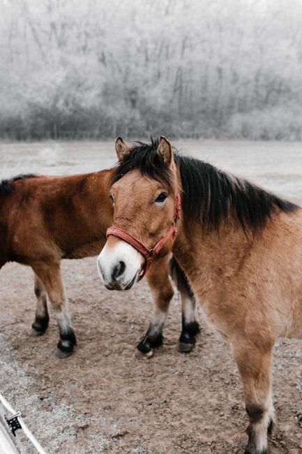 Two brown horses with red halters standing in a frosty winter field.