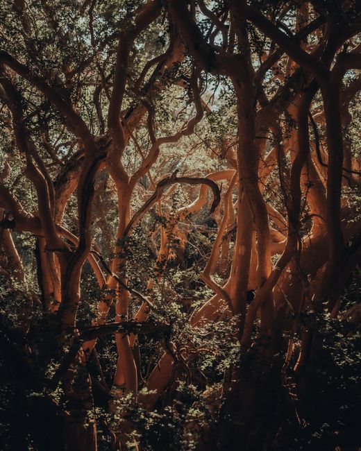 A mesmerizing scene of intertwining tree branches in a mystical forest.