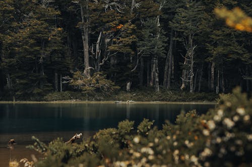 Fotobanka s bezplatnými fotkami na tému hlboký les, les, príroda
