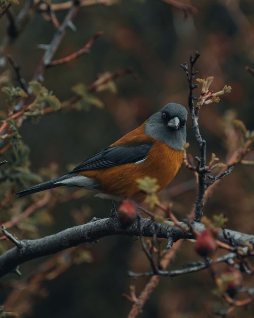 Free A vibrant bird with orange and gray feathers sits elegantly on a branch. Stock Photo