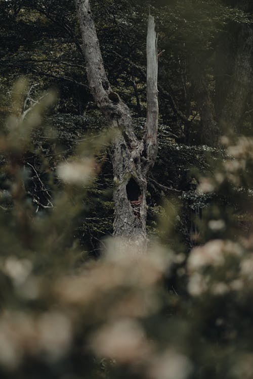 Trees in a Forest 