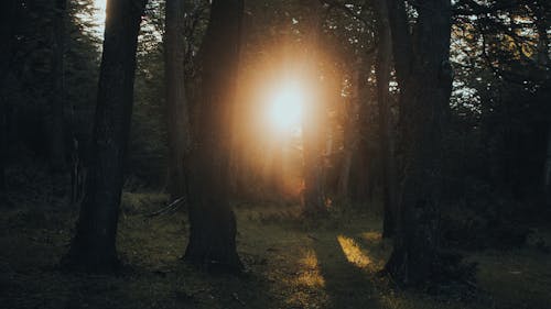 A Forest at Sunset