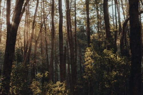 Free Tranquil scene of sunlight streaming through tall forest trees. Stock Photo