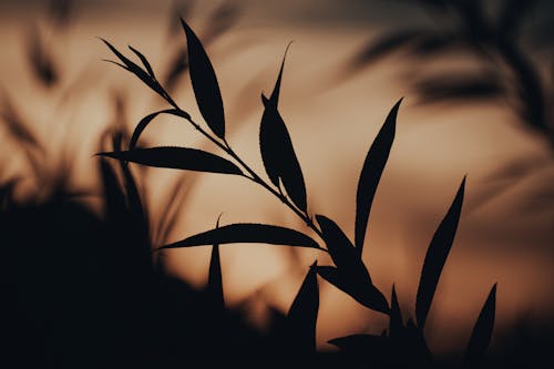 Silhouette of Plant at Sunset