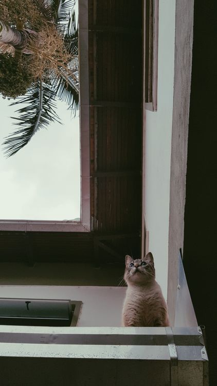 Free A cat looks up curiously in a tropical courtyard, framed by palm trees and sky. Stock Photo
