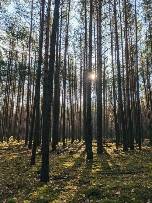 Free Sunlight filters through a serene forest of tall pine trees, creating a peaceful natural scene. Stock Photo