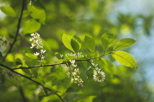 Free Close-up of lush green leaves with delicate white flowers in a spring setting. Stock Photo