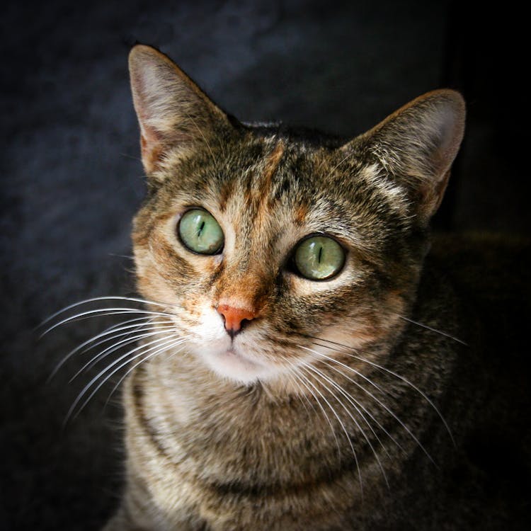 A Tabby Cat With Green Eyes · Free Stock Photo