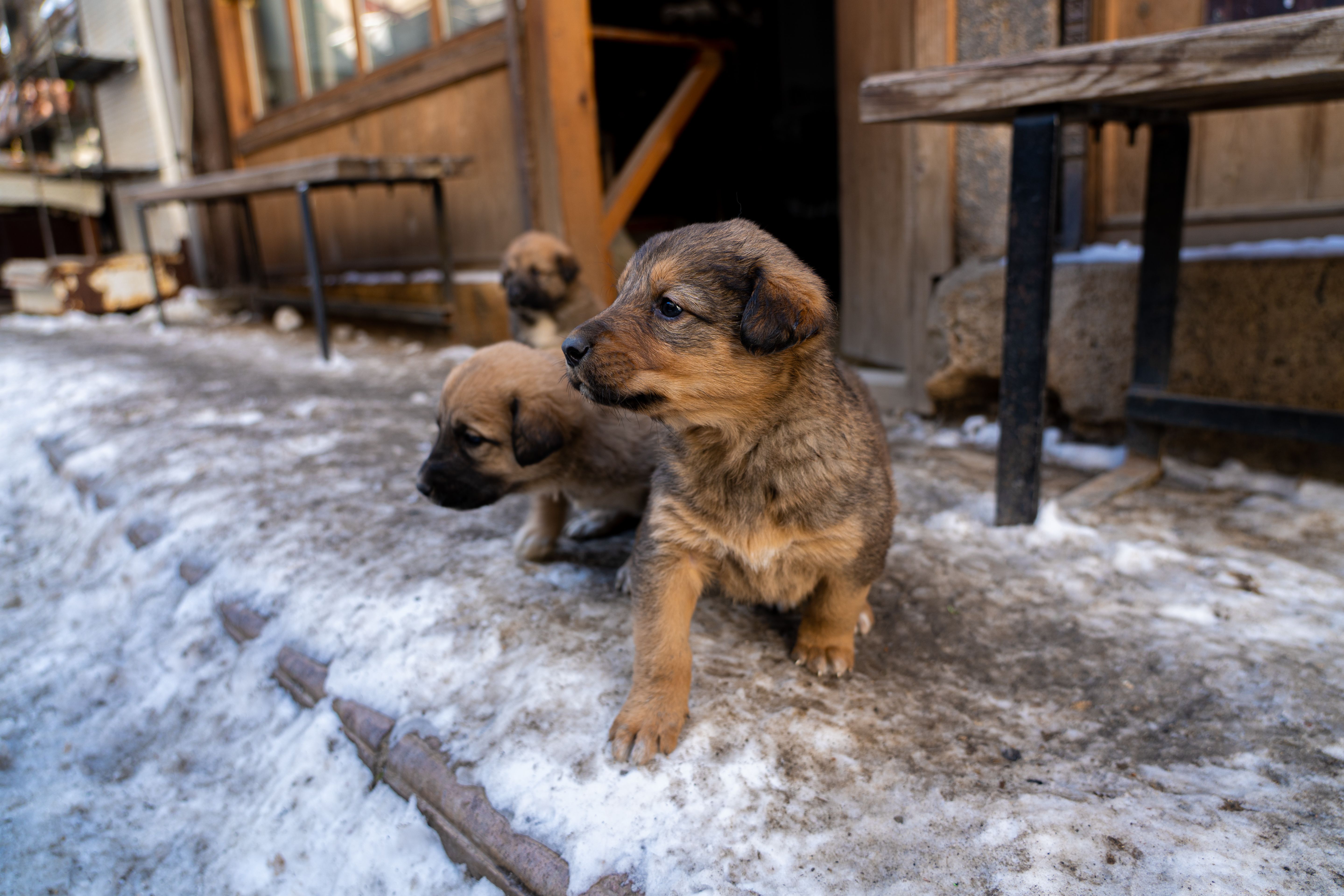 Find Puppies Shop In Omaha: Responsible Buying Guide