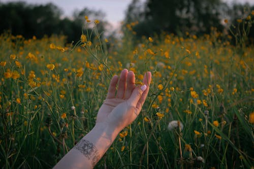 A Person Touching a Yellow Flower