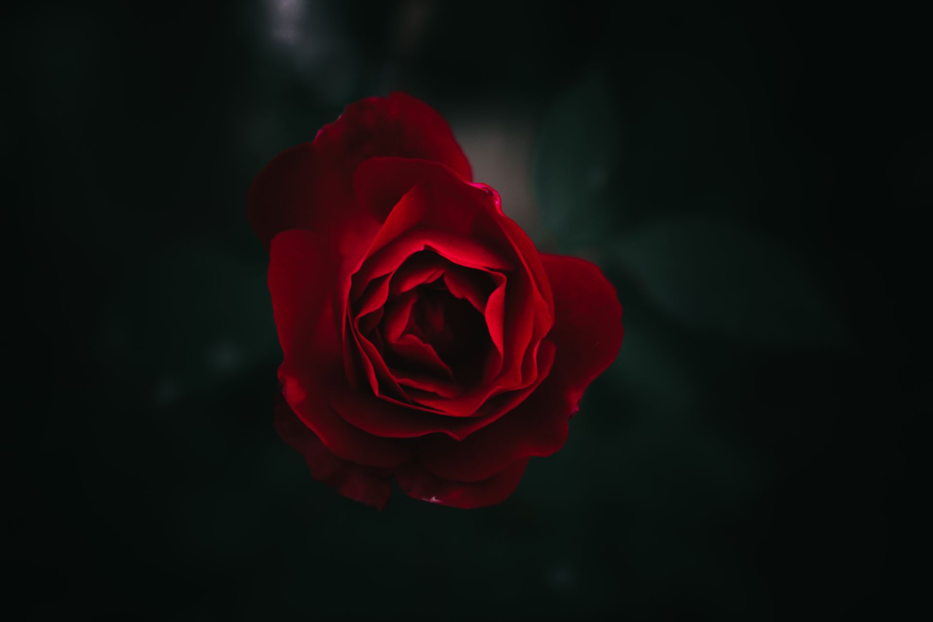 Capture the elegance of nature with this stunning close-up of a red rose bloom, showcasing rich colors and intricate petals.