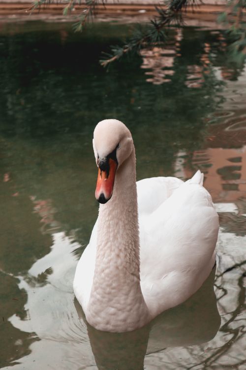 Free Close-up of a mute swan gracefully swimming, reflecting tranquility Stock Photo