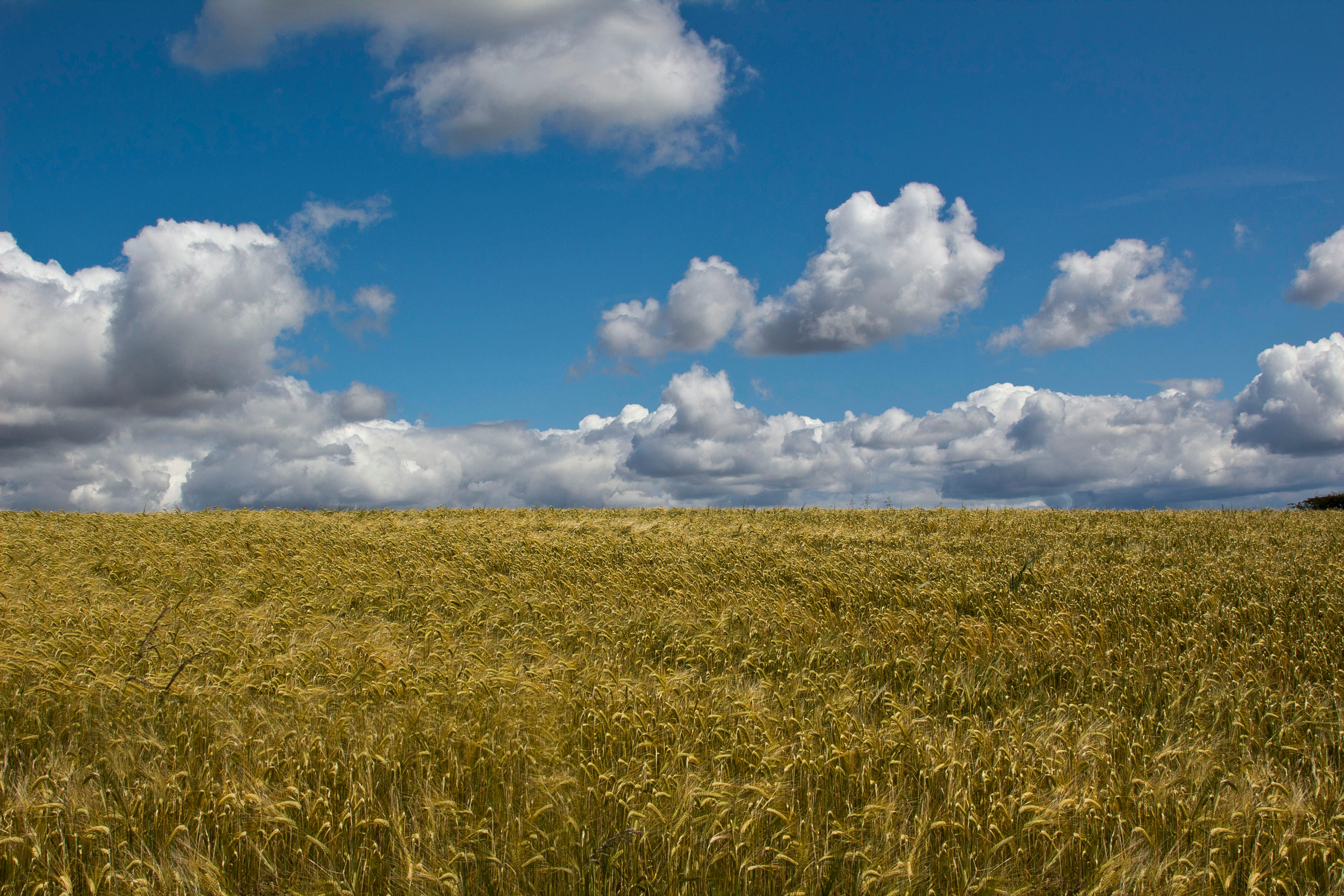 Free stock photo of Bread Basket