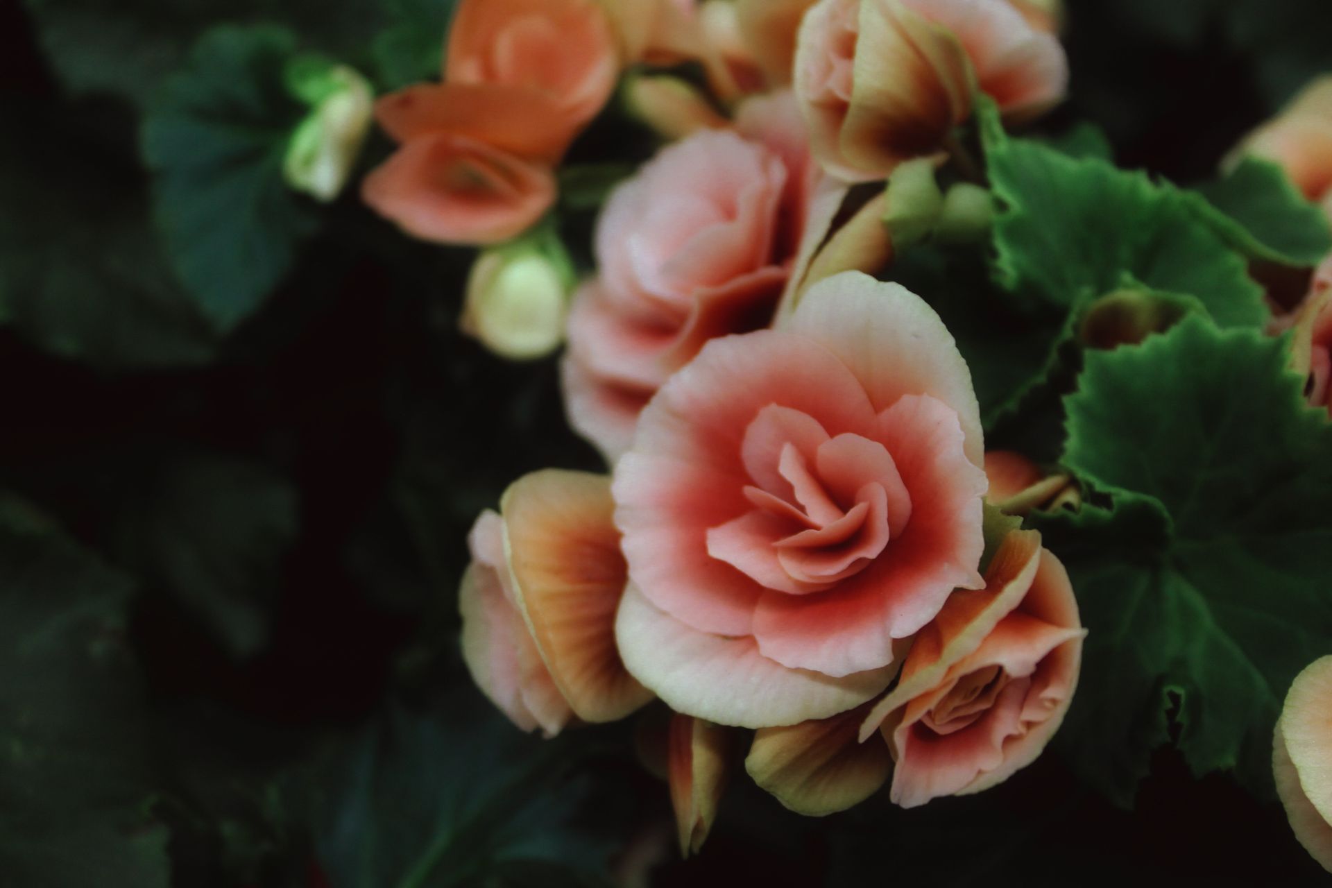 A detailed close-up of vibrant pink Elatior Begonia blooms with green foliage.
