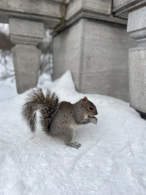 무료 sciurus, 겨울, 눈의 무료 스톡 사진