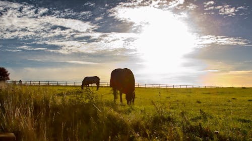 Δωρεάν στοκ φωτογραφιών με άλογα για μαθήματα