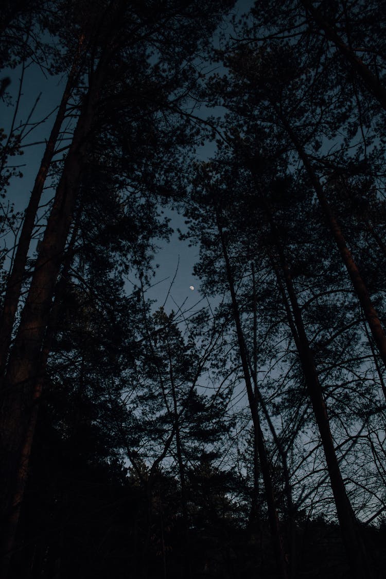 Photo Of Trees At Night Time