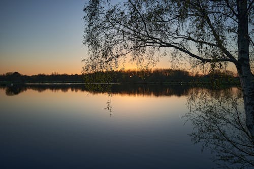 Free stock photo of bog, dawn, dusk
