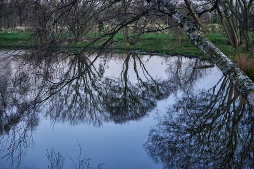 Free stock photo of birch, bog, ditch