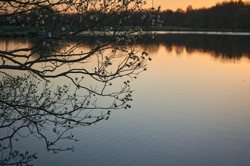 Free stock photo of dawn, dusk, lake
