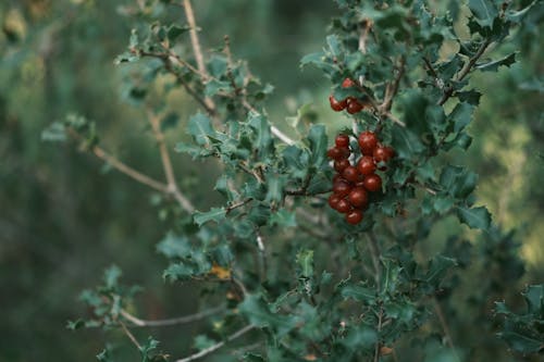 Darmowe zdjęcie z galerii z czerwone winogrona, drzewo, owoc
