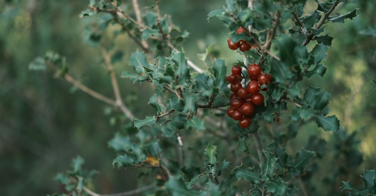 Houx Plantation : Guide Complet Entretien 2025