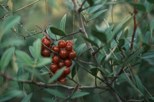 Free Detailed view of red berries hanging on a green leafy shrub in a natural setting. Stock Photo