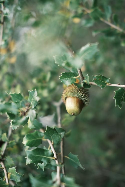 Free A detailed view of an acorn on an oak tree branch amidst lush green foliage, symbolizing autumn. Stock Photo