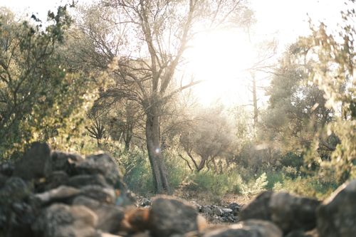 Free Peaceful sunrise view of a lush green forest with rocks and foliage. Stock Photo